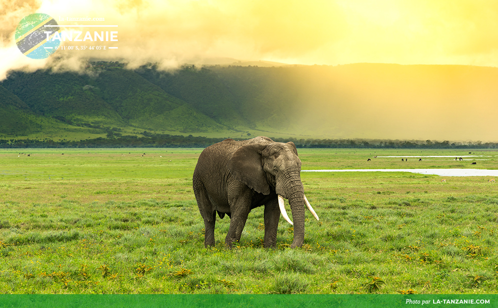 Éléphant près du cratère Ngorongoro