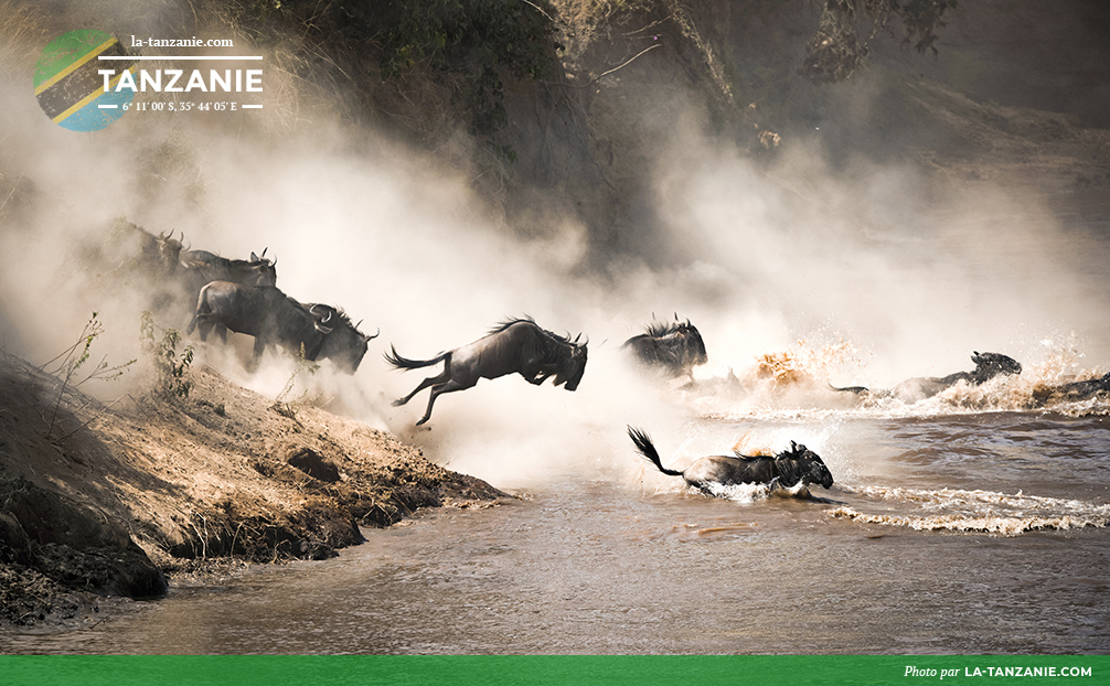 Gnou traversant la rivière Mara