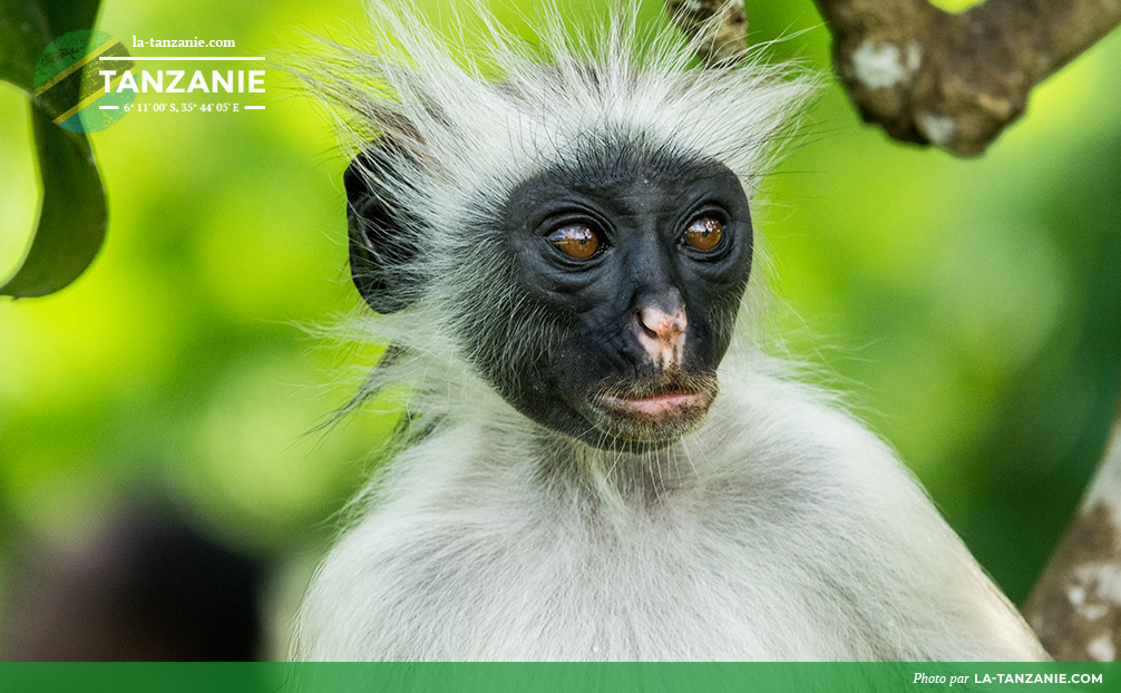 Singe de la réserve Jozani au Zanzibar