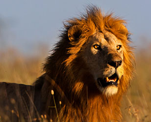 Lions Lions