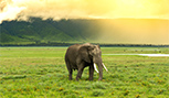 Éléphant près du cratère Ngorongoro