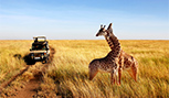 Girafes dans parc national