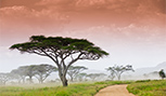 Parc national du Serengeti