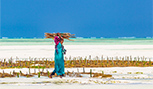 Plantation d'algues au Zanzibar