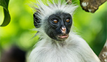 Singe de la réserve Jozani au Zanzibar